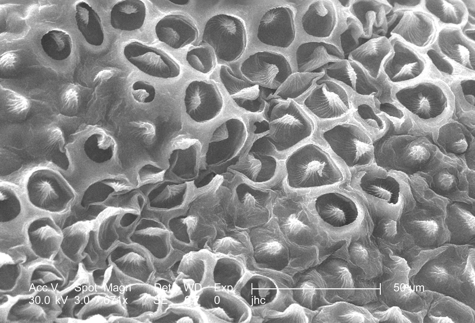 Grayscale scanning electron micrograph of the textured surface of a crimson clover flower petal, with an embedded 50 micrometer scale bar