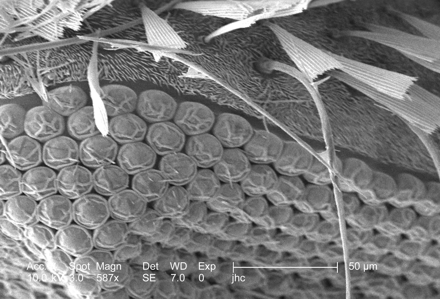 Scanning electron micrograph of a mosquito compound eye with a 50 micrometer scale bar
