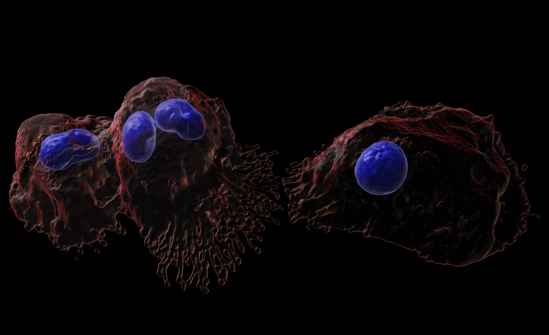Confocal reconstruction of macrophages with red membranes and blue nuclei